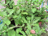 Chinese Goji berry plants uk,
