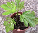 Retail Fig young tree / shrub uk Ӣ޻ app 30cm