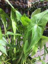 herbs plants arrowhead vegetable еĴȹӢ0218