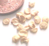 Retail chili seeds, UK, Ӣ۳콷