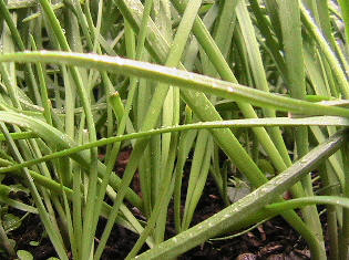uk herbs, fresh cut garlic chives. jiu cai,  Ӣ², seasonal chives