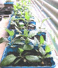 fuji apples seedling plants