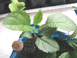 Retail fuji apples seedling plants, Ӣ۸ʿƻ()