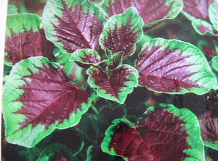 Vegetable amaranth plants