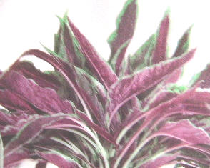 Vegetable amaranth